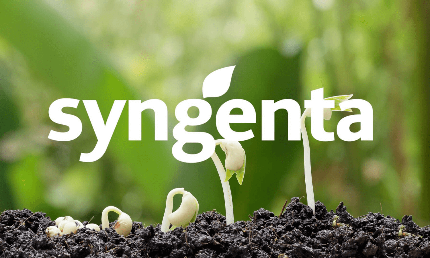 Syngenta Case Tuddy Banner