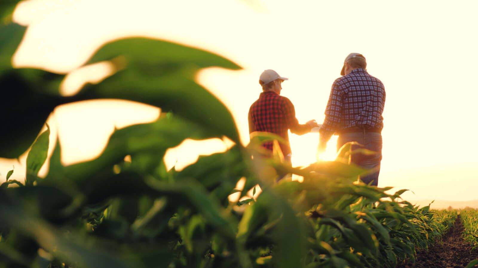 Product Development Decisions for Leading Agribusiness Company