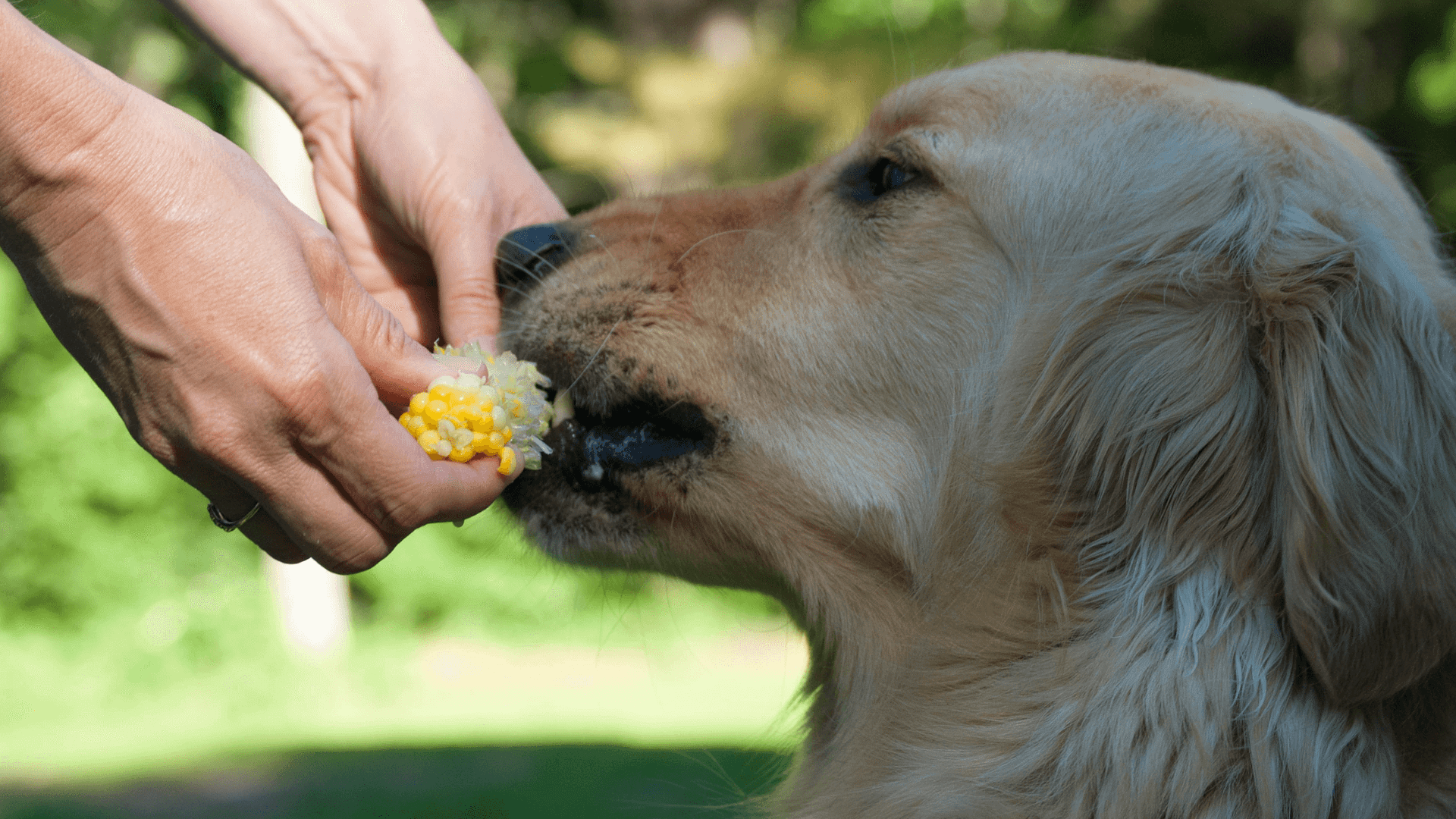 Innovation in the Pet Food Industry – Healthy, Organic… even Vegan.